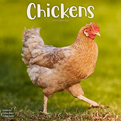 Chickens Calendar 2024 | Square Farm Animals & Birds Wall Calendar - 16 Month: Original Avonside-Kalender [Mehrsprachig] [Kalender]