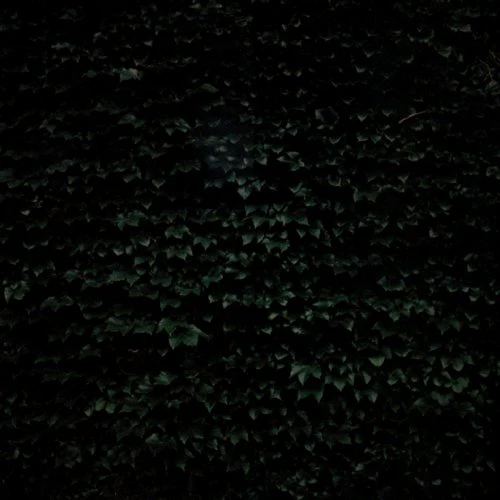 Tarentel - The Order of Things [CD]