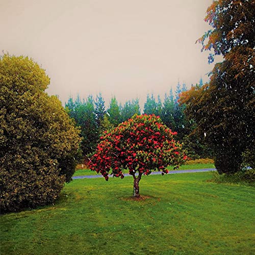 The Bats - Foothills [CD]
